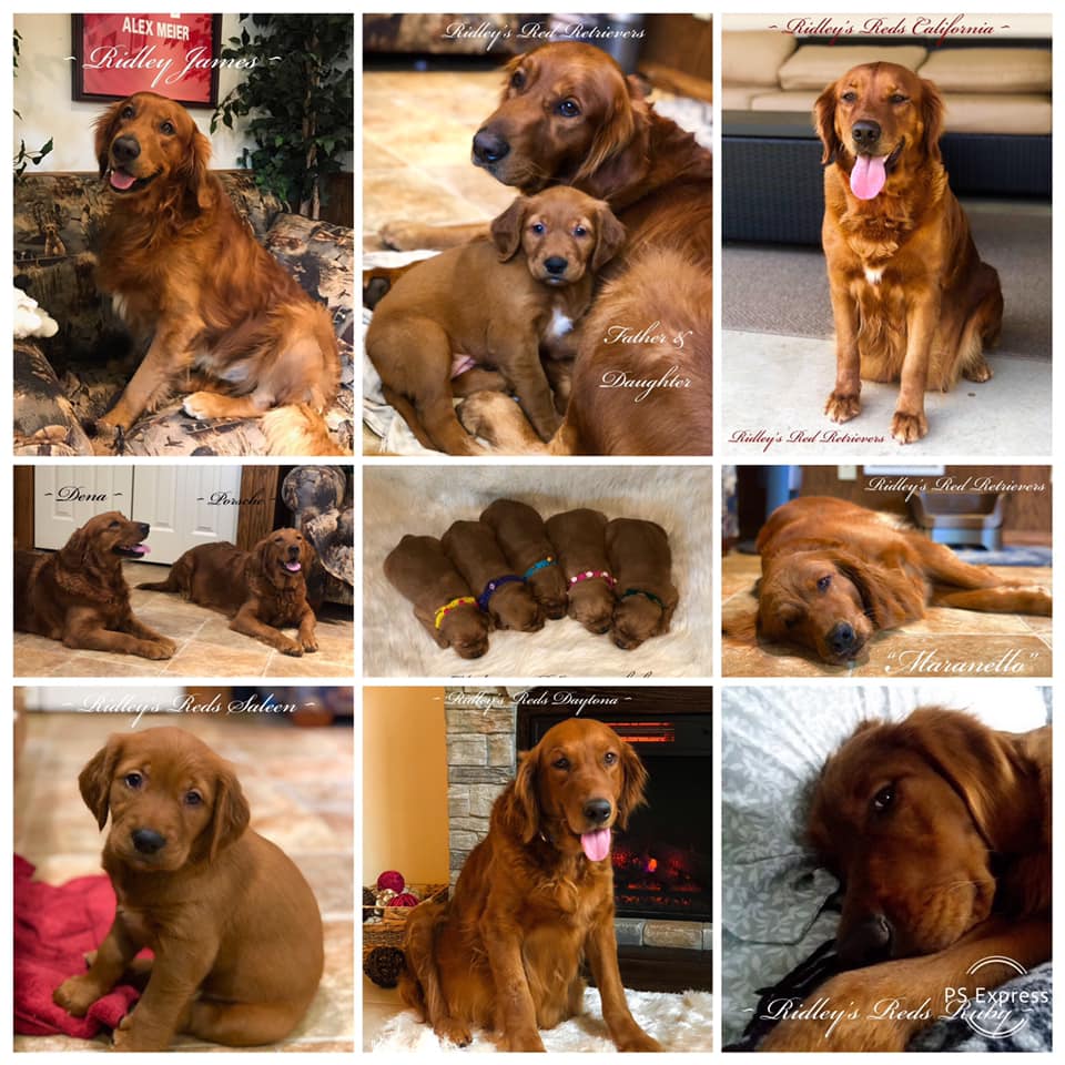 Golden Retriever Puppies Pennsylvania Puppies For Sale Ridley S Red Retrievers
