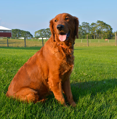 Ridley's Red Retrievers - Ridley's Red 